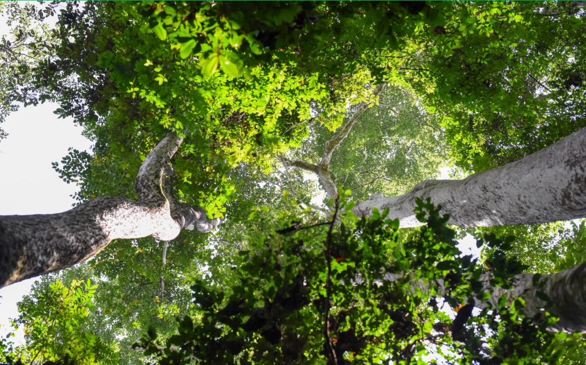 forest