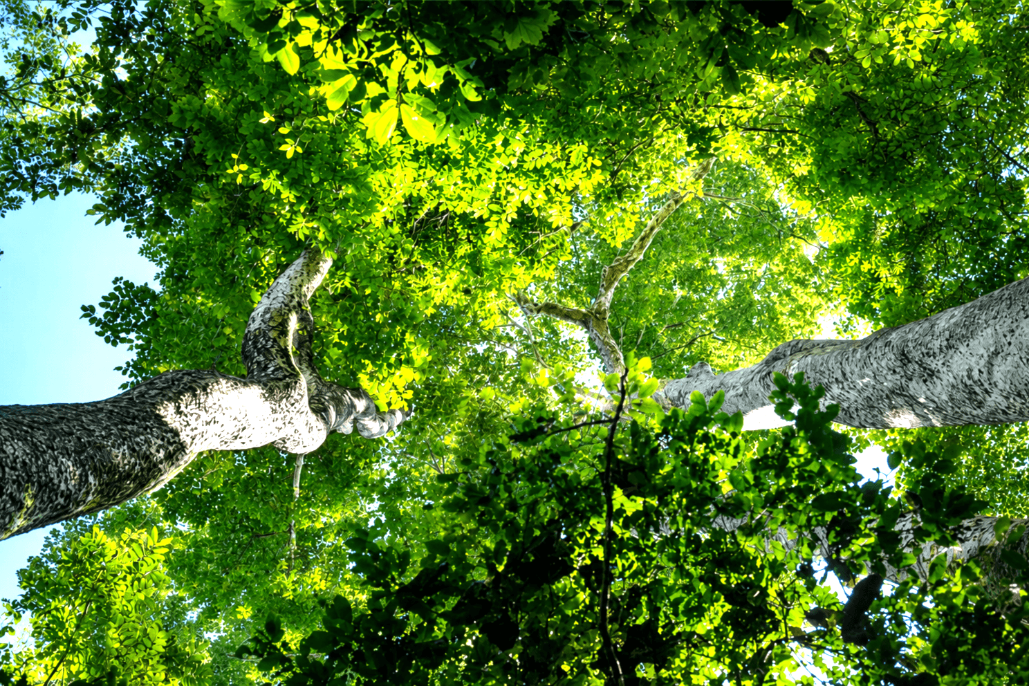 forest